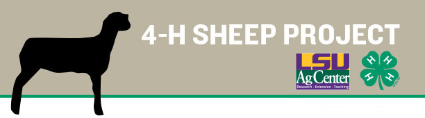 4-H Sheep Project